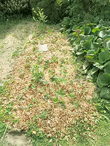 Erdbeeren pflanzen Erdbeerbeet pflegen