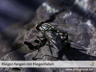 Fliegenplage - Fliegen fangen