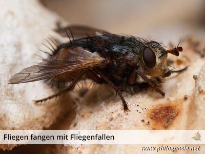 Fliegenplage - Fliegen fangen mit Fliegenfallen