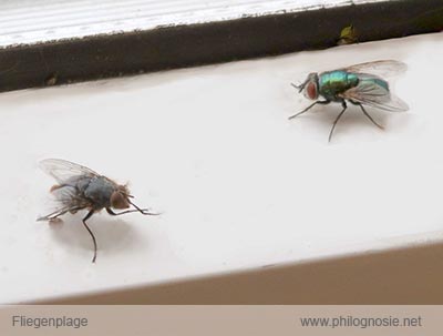 Fliegenplage Fliegen Aus Dem Haus Vertreiben Philognosie