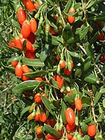 Goji Beeren kaufen Qualität Tipps