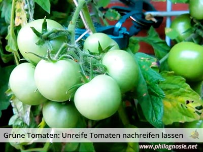 grüne unreife Tomaten giftig