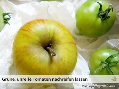 Tomaten reifen mit Äpfeln schneller nach