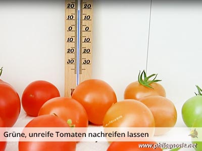 unreife grüne Tomaten nachreifen lassen Anleitung Temperatur