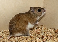 Hamster artgerecht in der Wohnung halten Tierschutz