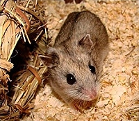 Haustiere: Wie Sie Hamster artgerecht halten | Philognosie