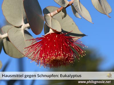 Hausmittel gegen Schnupfen: Eukalyptus macht die Nase frei