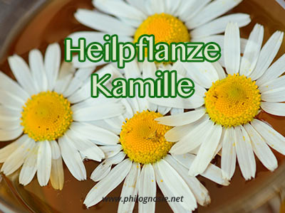 Kamille: Heilpflanze mit umfassender Wirkung