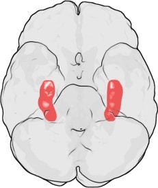 Gehirn lernen Hippocampus