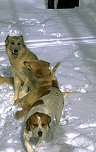 Haustier Hund Tipps im Winter