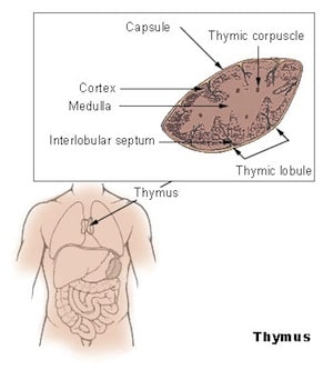 Was ist die Thymusdrüse