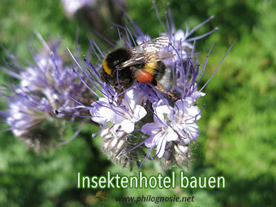 Bienenhotel für Wildbienen selber bauen | Bienen Artenschutz