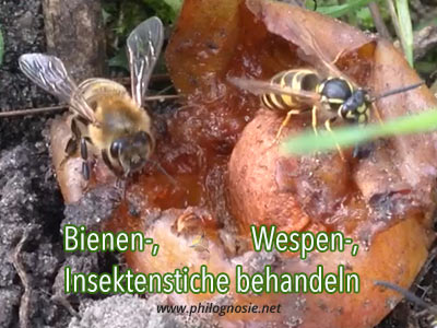 Insektenstiche mit Hausmitteln selber behandeln