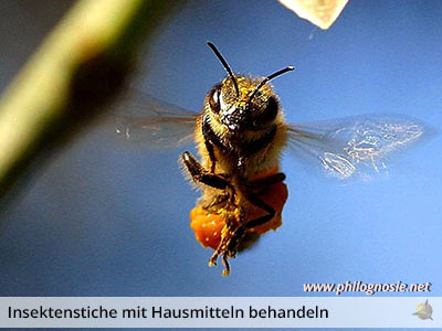 Hausmittel gegen Insektenstiche