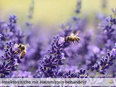 Insektenstiche mit Hausmitteln behandeln