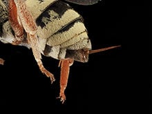 Insektenstiche mit Hausmitteln behandeln