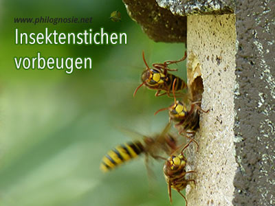 Insektenstiche: Vorbeugen gegen Bienenstiche und Wespenstiche