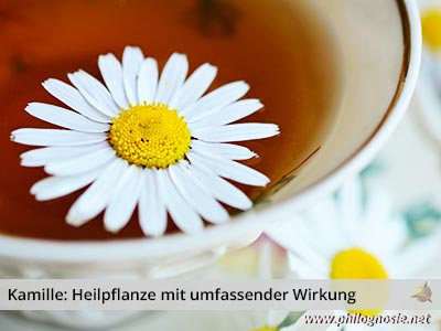 Kamille & Kamillentee: Heilpflanze mit umfassender Wirkung