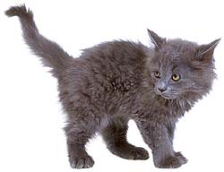 Katzenkind dunkel