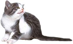 Katze putzen Katzenkind