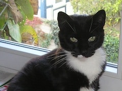 Katzen-Ernaehrung-Fellpflege