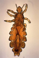 Pediculus humanus var capitis Kopflaus gegen Kopfläuse