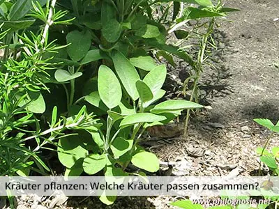 Kräuter pflanzen: Welche Kräuter passen gut zusammen?