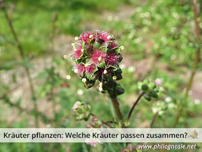 Kräuter pflanzen: Welche Kräuter passen gut zusammen?