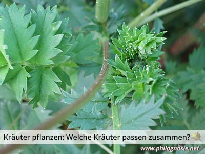 Kräuter selbst anpflanzen, welche Kräuter passen gut zusammen, Tipps und Tricks