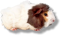 Meerschweinchen Haustier artgerecht halten Tipps