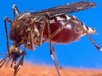 Mückenplage gegen Stechmücken Pflanzen gegen Mücken