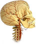 Nervensystem