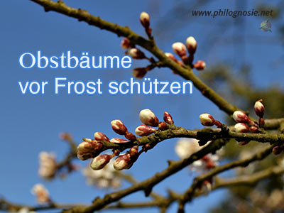 Obstbäume vor Frost schützen