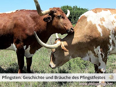 Pfingsten Bräuche Pfingstochse