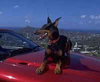 Urlaub und Reisen mit dem Hund