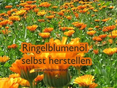 Ringelblumenöl selber machen