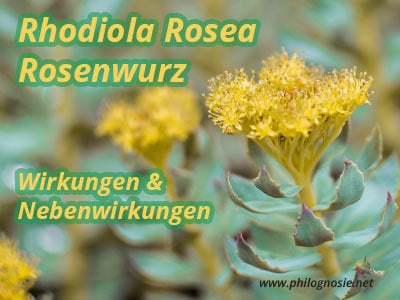 Rosenwurz / Rhodiola Rosea: Wirkung & Nebenwirkungen