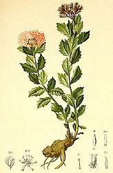 Rosenwurz Rhodiola Rosea Wirkungen Heipflanze