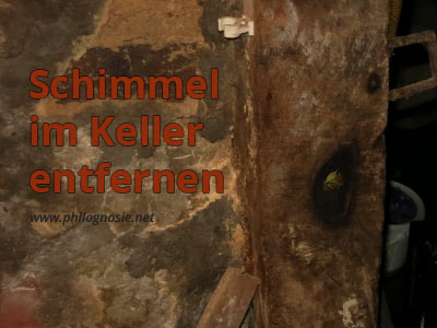 Schimmel Im Keller Entfernen Bekampfen Anleitung Philognosie