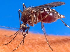 Schutz gegen Mückenstiche