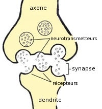 Synopse