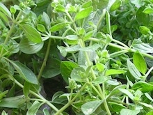 Thymiansalbe selber machen herstellen