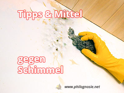 Tipps & Mittel gegen Schimmel in Haus und Wohnung