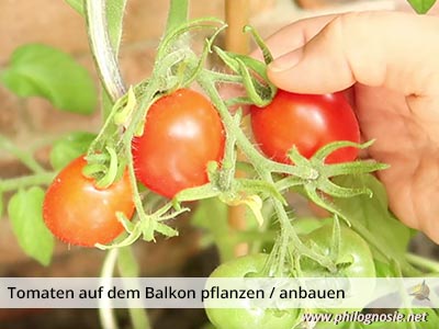 Tomaten auf dem Balkon ernten