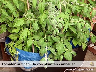 Tomanten auf dem Balkon anbauen in Kübeln