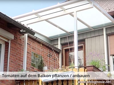 Tomaten auf dem Balkon pflanzen Regenschutz