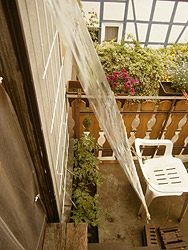 Tomaten auf dem Balkon pflanzen Regenschutz