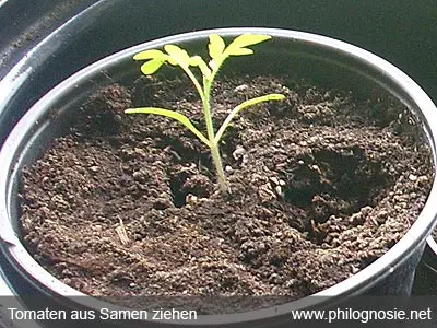 Tomaten aus Samen ziehen Tomaten einpflanzen