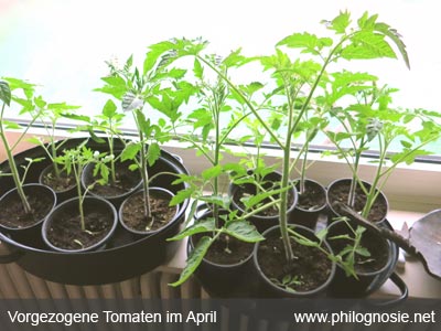 Tomanten selber vorziehen