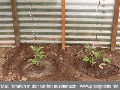 Tomaten richtig einpflanzen